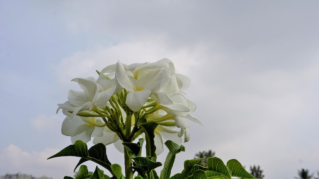 Kwiaty Plumeria Pudica Z Naturalnym Tłem Liści