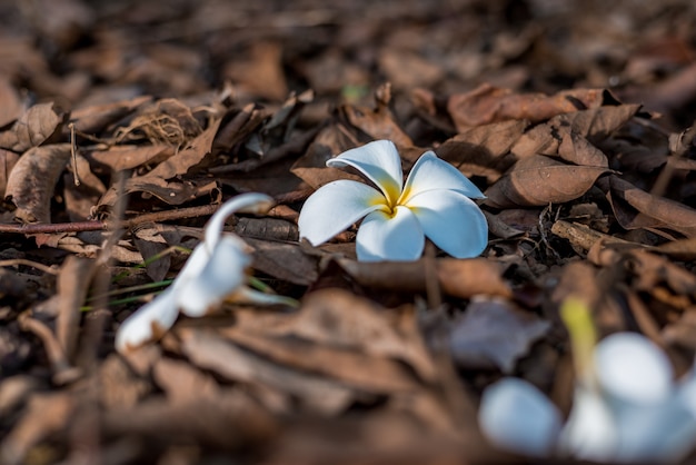 kwiaty plumeria z liśćmi