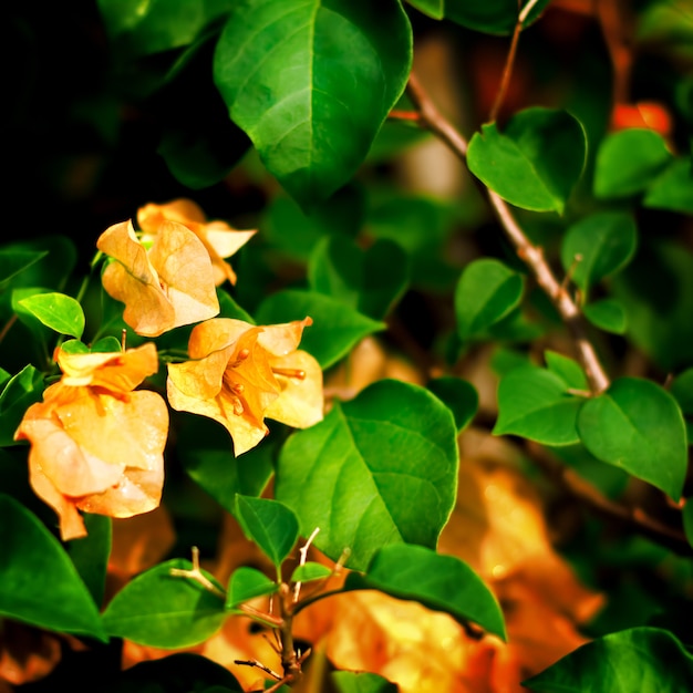 Kwiaty pomarańczowe Bougainvillea