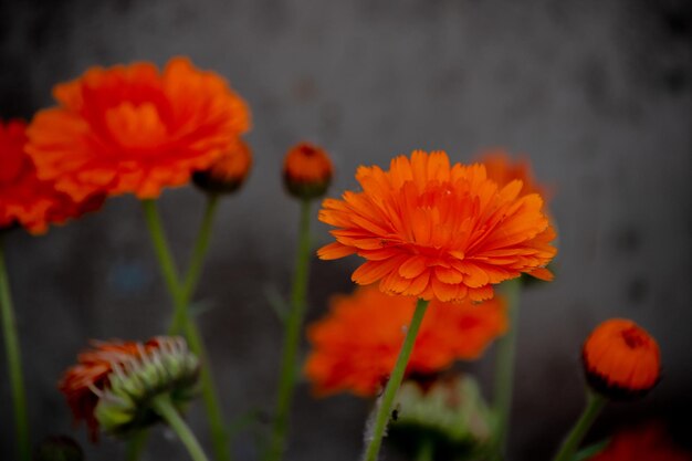 Kwiaty pomarańczowe Calendula officinalis