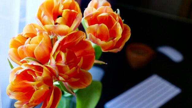 Kwiaty pomarańczowe holenderskie tulipany w miejscu pracy przy komputerze w Dzień Kobiet Dzień Matki lub Urodziny Zdjęcia wysokiej jakości