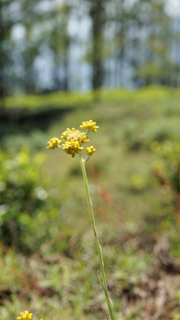 Kwiaty Pseudognaphalium affine używane do wyrobu ciasta z mąki ryżowej na Festiwal Qingming Znane również jako Gnaphalium affin Helichrysum affine Gnaphalium javanicum