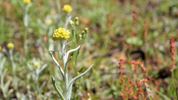 Kwiaty Pseudognaphalium affine używane do wyrobu ciasta z mąki ryżowej na Festiwal Qingming Znane również jako Gnaphalium affin Helichrysum affine Gnaphalium javanicum