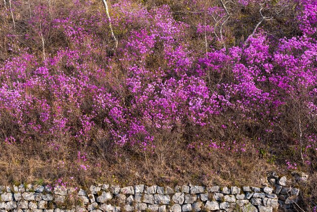 Kwiaty Rhododendron dauricum popularne nazwy rozmaryn maralnik Rosja Władywostok Rosyjska wyspa