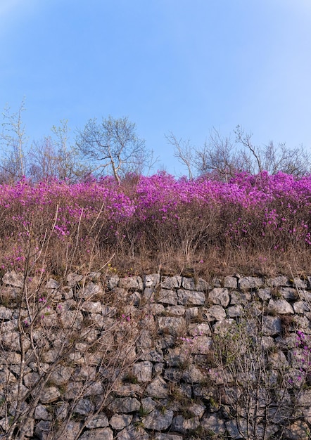 Kwiaty Rhododendron dauricum popularne nazwy rozmaryn maralnik Rosja Władywostok Rosyjska wyspa