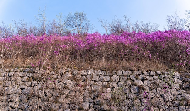 Kwiaty Rhododendron dauricum popularne nazwy rozmaryn maralnik Rosja Władywostok Rosyjska wyspa