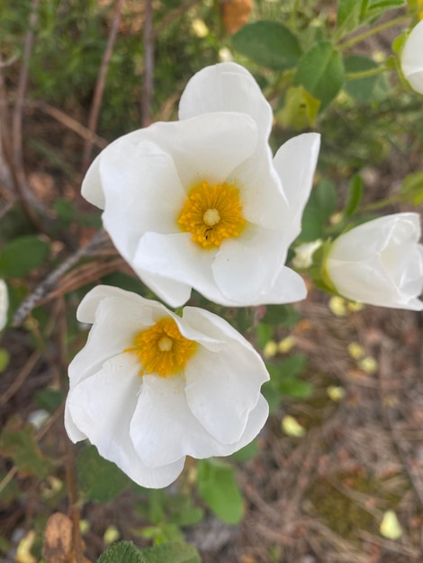 Kwiaty rockrose w Hiszpanii Białe dzikie kwiaty Piękne kwiaty wiosną na polu