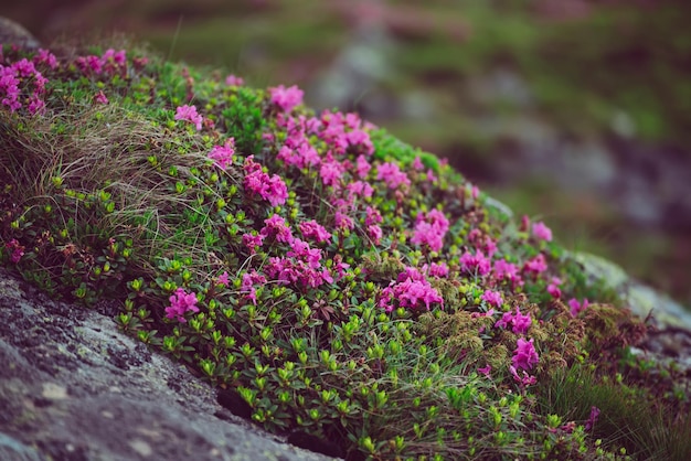 Kwiaty rododendronów w przyrodzie