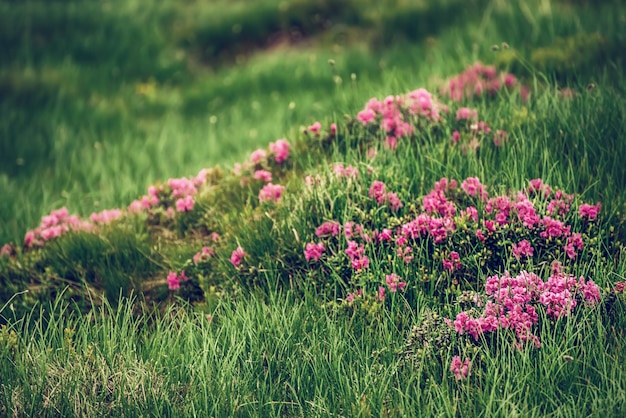 Kwiaty rododendronów w przyrodzie