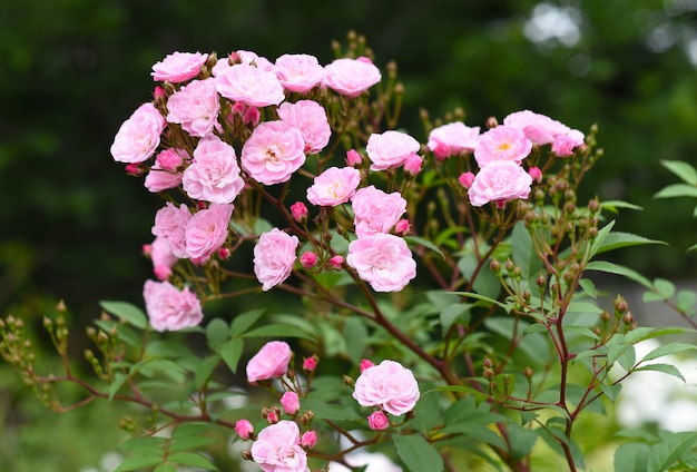 Kwiaty Rose Bella rosnące na Dalekim Wschodzie Rosji