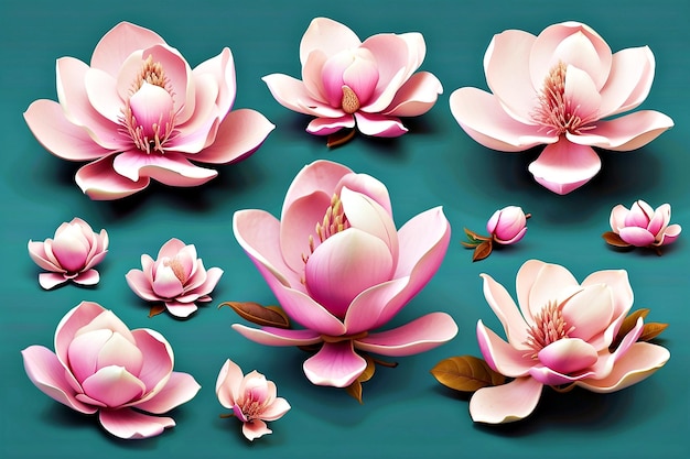 Kwiaty roślin wykonane z kwiatów magnolii Izolowane elementy z kwiatami magnolii
