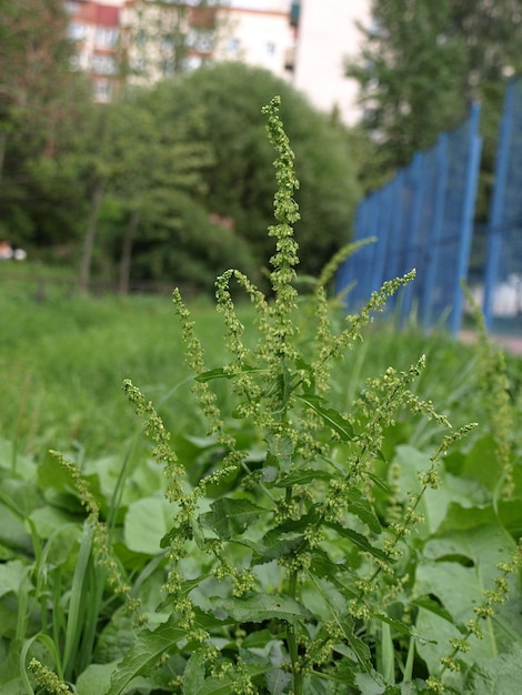 Kwiaty rośliny Horse Sorrel