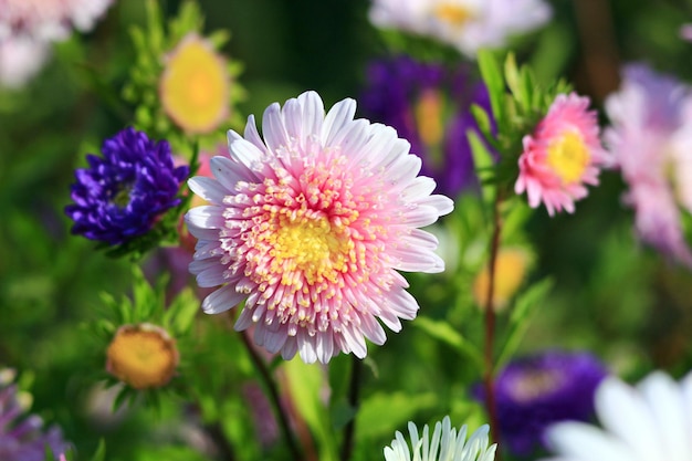 Kwiaty różowych i niebieskich jasnych pięknych astry