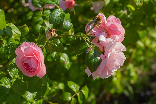 Kwiaty różowych róż w tle ogrodu