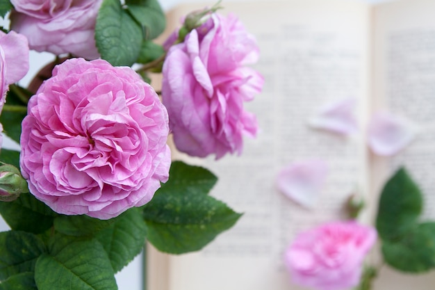 Kwiaty róży na tle otwartej Biblii