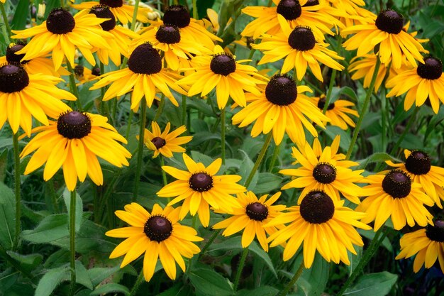 Kwiaty Rudbeckia kwitnące