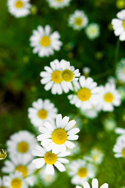 Kwiaty rumianku leczniczego na polu Medycyna alternatywna i homeopatia naturalne zioła do aromaterapii selektywny widok z góry