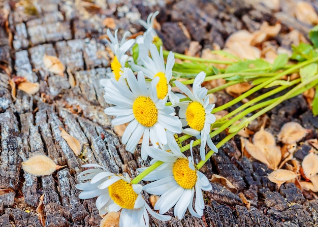 Zdjęcie kwiaty rumianku na drewnianym tle. martwa natura z dzikimi kwiatami