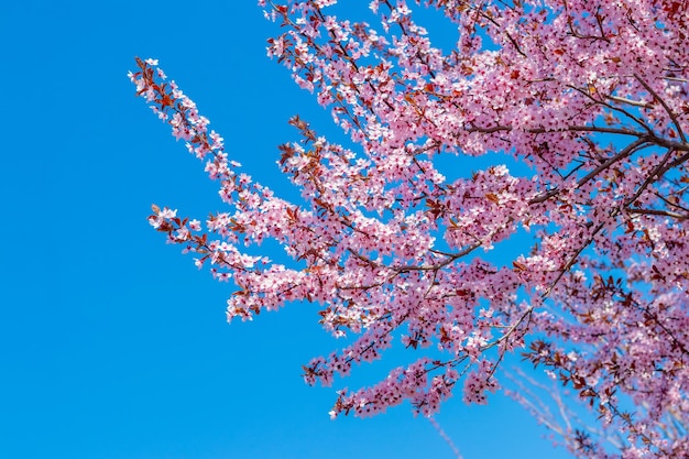 Kwiaty sakury Gałąź sakury z różowymi kwiatami na tle błękitnego nieba i słonecznej pogody