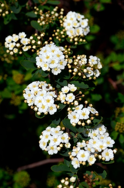 Kwiaty Spiraea x vanhouttei