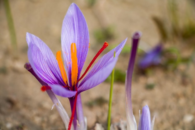 Zdjęcie kwiaty szafranu na ziemi crocus sativus fioletowy kwitnący roślina zbiórki pola