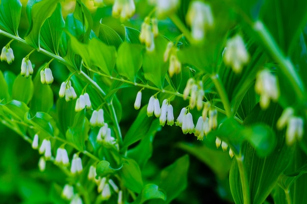 Zdjęcie kwiaty to dzwonki na zielonej łodydze latem.