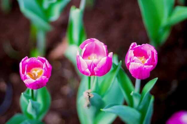 Zdjęcie kwiaty tulipan różowy tulipan