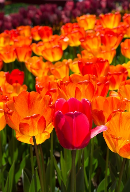 Kwiaty tulipanów kwitną wiosną