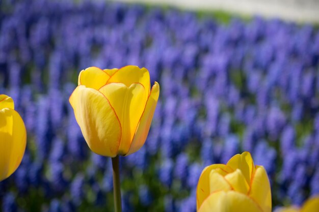 Kwiaty tulipanów kwitną wiosną