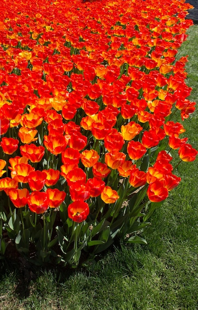 Kwiaty tulipanów w kolorze pomarańczowym w ogrodzie