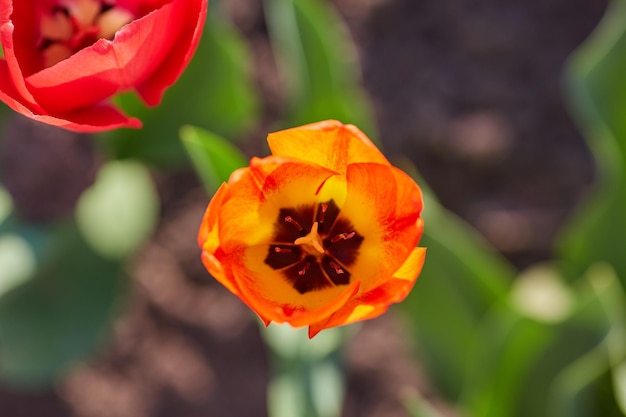 Kwiaty tulipanów z bliska