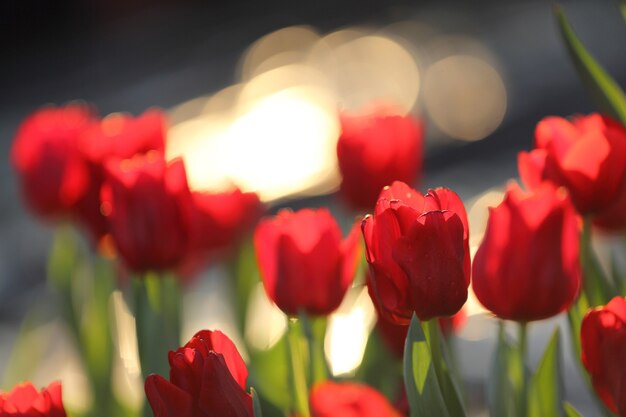 Kwiaty tulipanów