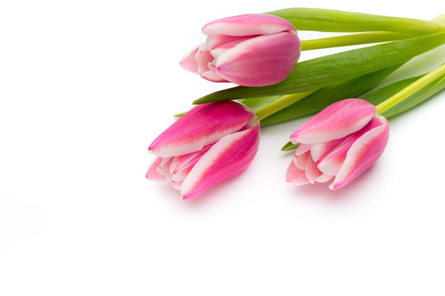Kwiaty, tulipany na białej powierzchni.