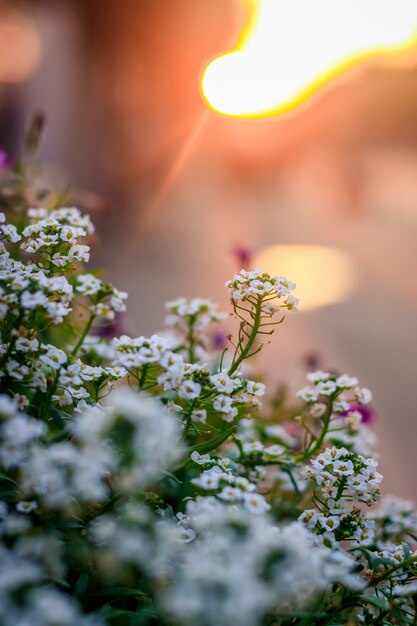 Kwiaty w doniczce flowerbed o zachodzie słońca. Piękne kwiaty o zachodzie słońca. Wieczorne podświetlenie