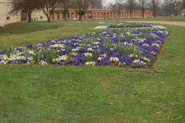 Kwiaty w kwietniku w parku