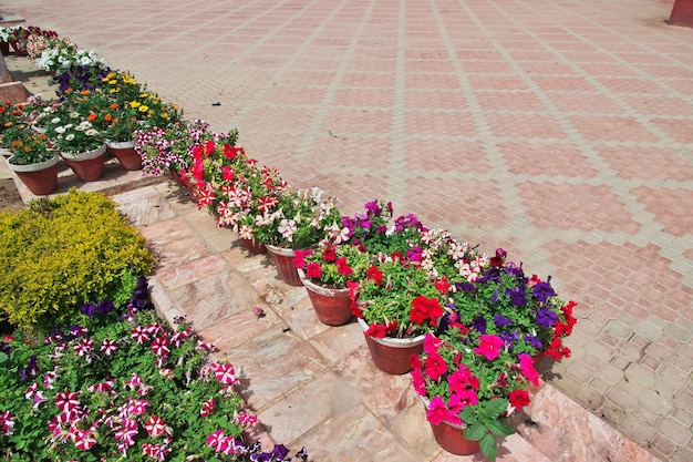 Kwiaty w pałacu Faiz Mahal w Khairpur Sindh Pakistan