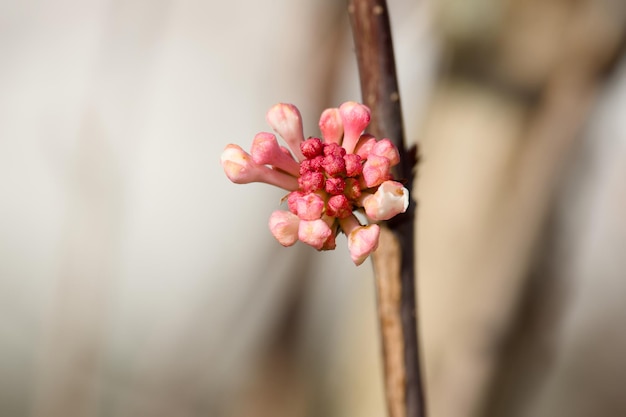 Kwiaty wiburnum w zimie