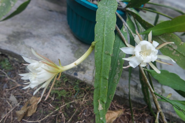 Kwiaty Wijayakusuma lub zwane także kwiatami Wiku Epiphyllum oxypetalum to rodzaj kaktusa