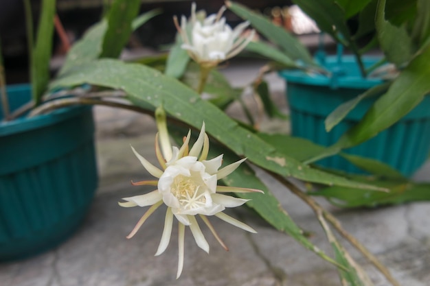 Kwiaty Wijayakusuma lub zwane także kwiatami Wiku Epiphyllum oxypetalum to rodzaj kaktusa