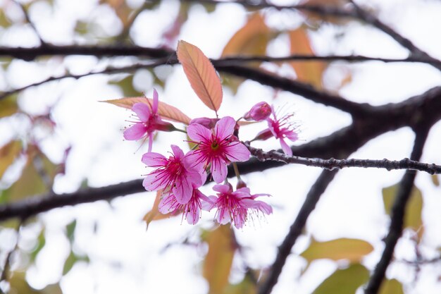 Zdjęcie kwiaty wiśni, sakura kwiaty na charakter