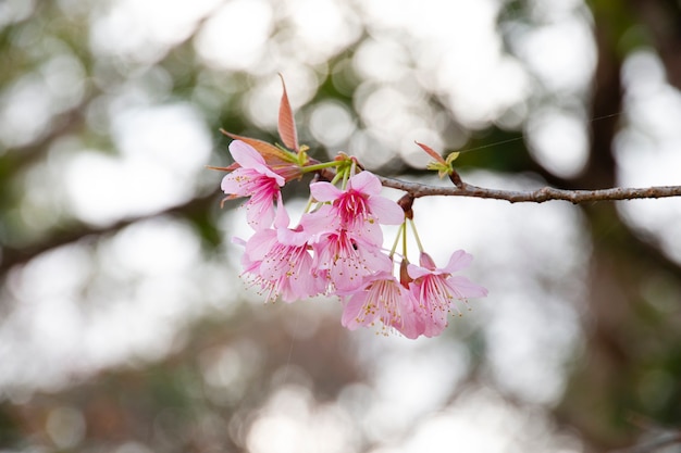 Kwiaty wiśni, sakura kwiaty na tle przyrody.