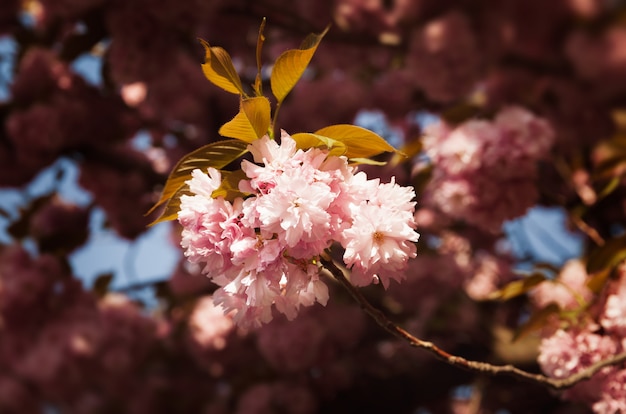 Kwiaty Wiśni Sakura