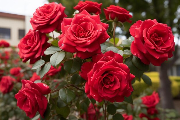 Kwiaty wiśni Żywe czerwone róże w przyrodzie Obejmuj Czerwone róże zdjęcia