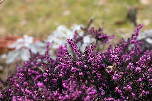 Kwiaty wrzosu Erica carnea Challenger