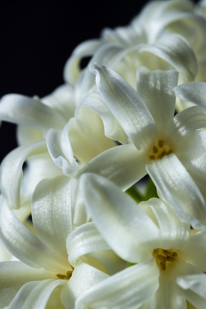 Zdjęcie kwiaty z długimi płatkami makro kwitnący hiacynt jest blisko