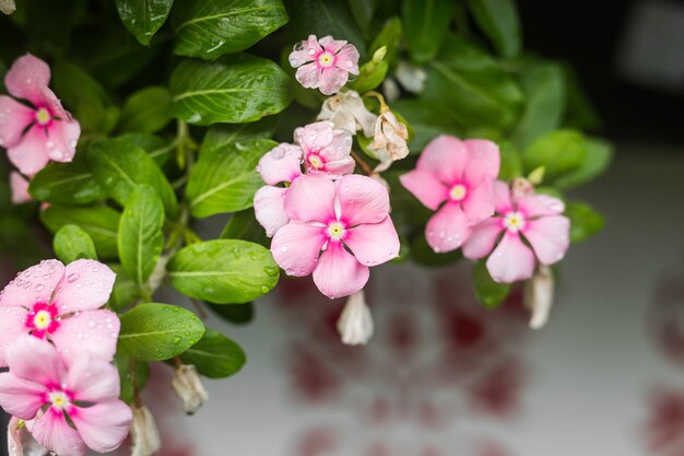 Kwiaty z kroplami deszczu w ogrodzie, barwinek zachodnioindyjski, Catharanthus roseus, kwiat Vinca, Bringht Eye