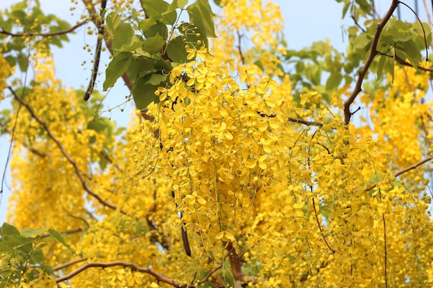 Kwiaty złotego deszczu Cassia fistulosa drzewo