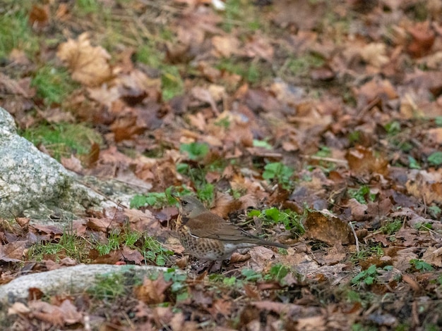 kwiczoł (Turdus pilaris) Sztokholm, Szwecja