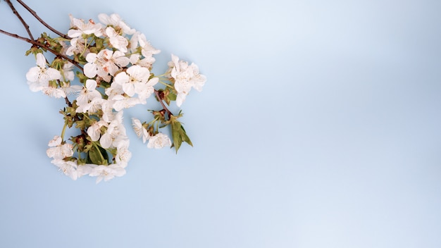 Kwiecisty pastelowy piękny tło z białymi kwiatami. niebieski kartkę z życzeniami z
