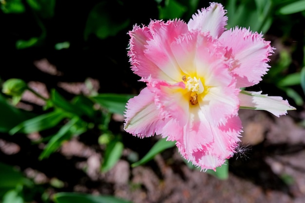 Kwietnik różowych tulipanów w parku wiosną w słońcuWiele pąków różowego tulipana kwitnącego w ogrodzie Kwietnik z kwiatami na wiosnę